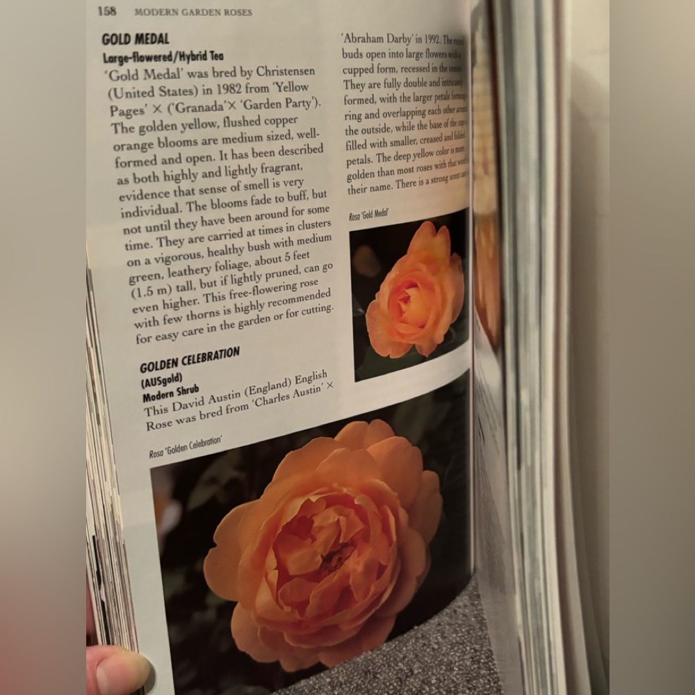 500 Popular Roses Book - Picture 7 of 9